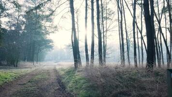 A sign in the middle of a forest with trees video