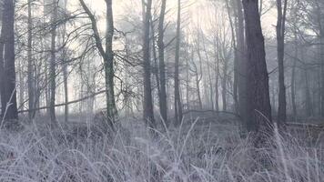 Foggy forest with trees and grass in the background video