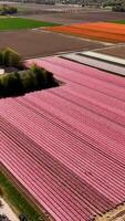 Aerial view of a field of pink tulips video