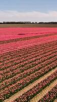 A field of pink flowers in the middle of a field video