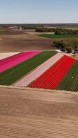 A field of red and pink tulips in the middle of a field video