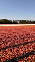 A field of orange tulips with a blue sky in the background video