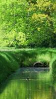 A small stream runs through a lush green field video