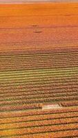 An aerial view of a field of orange crops video