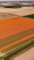 An aerial view of a field of orange tulips video