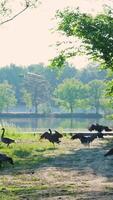 Geese in the park video