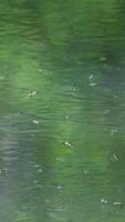 A bird is sitting on a branch in the water video