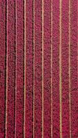 An aerial view of a field of pink flowers video