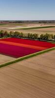 An aerial view of a field with red tulips video