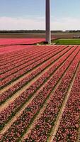 A windmill in the middle of a field of pink flowers video