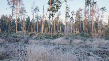 A field of tall grass and trees in the middle of a forest video