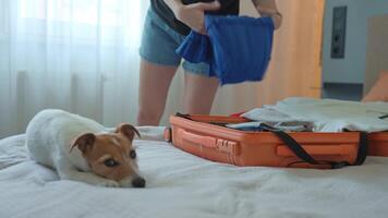 Small dog lying on bed near open orange suitcase and watching owner pack clothes for trip. Woman packing for travel with pet video