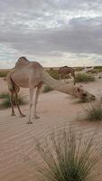 Middle Eastern camel eating green shrub in the desert in UAE video