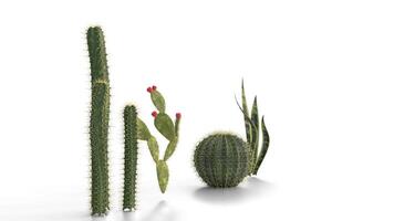 different types of cactus plants on white background video