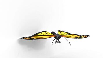 flying fluttering butterfly 3d rendering animation video