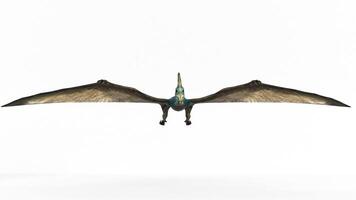 pteranodon sternberg 3d rendering animation video