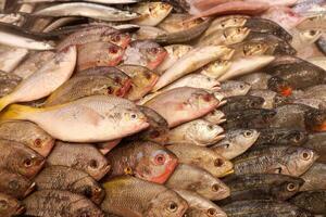 Various Fish Displayed on Ice Trays in Supermarkets, photo
