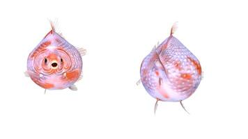 goldfish animation on white background video
