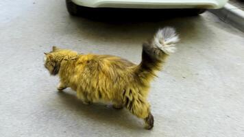 A side-angle, medium shot captures a fluffy, long-haired ginger cat with a distinctly bushy, striped tail walking purposefully on a light gray concrete pavement. The cat's rich, warm fur tones stand video