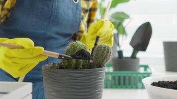 This image shows a closeup of someone caring for cacti in a decorative pot, highlighting the attention needed for houseplants, complemented by vibrant indoor greenery that enhances the space video