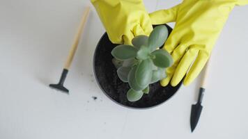 Skilled hands in yellow gloves tend to a vibrant succulent in a pot, showcasing the art of indoor gardening. This nurturing reflects a connection to nature and the calming essence of plant care video