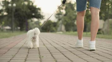 In a lively park, a fluffy white dog walks happily with its owner on a brick path, surrounded by lush trees and blooming flowers, enhancing their joy in natures beautiful scenery video
