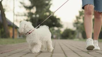 A fluffy Maltese dog happily enjoys a leisurely stroll in a peaceful park, showcasing the cherished bond that exists between beloved pets and their affectionate owners on a delightful day out video