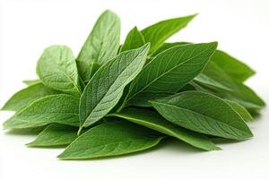 fresh sage leaves on white background photo