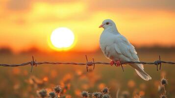 White dove perched on barbed wire at sunset in an open field with colorful sky photo