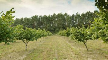 Hazelnut trees rows agriculture cultivation field, growing raw ripe hazel nuts, harvest autumn time video