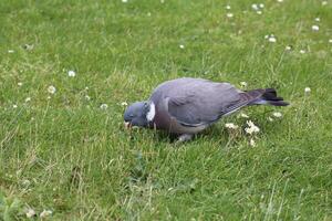 Pigeon foraging on grass among white daisies in a vibrant park setting during daytime photo