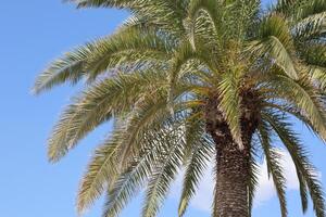 Lush palm tree reaches toward clear blue sky in tropical setting during sunny afternoon photo