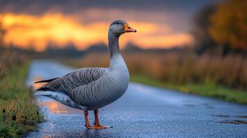 Goose stands proudly on a wet road during sunset with colorful sky in the background photo