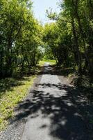 A picturesque road winds through a vibrant forest, with tall trees on both sides, creating a beautiful pathway that invites exploration and adventure for all who encounter it photo