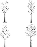 A tall birch tree with thin trunk and sparse leaves vector