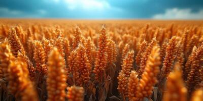 a field of wheat is shown in the background photo
