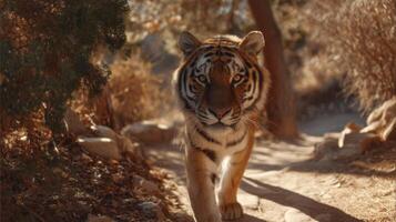 Majestic tiger walking down a sunlit path in a serene natural environment surrounded by trees and earthy textures photo