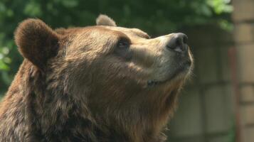 Majestic Close-Up of Bear Face with Natural Background Showing Details of Fur and Expression in Outdoor Setting photo