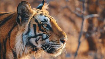 Majestic tiger in profile with captivating gaze and rich orange and black fur against blurred natural background photo