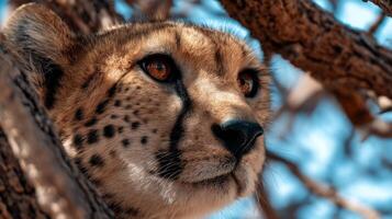 Close-up of a Cheetah's Face Amongst Twisted Branches of a Tree in the Wild Capturing Intriguing Features and Expressions photo