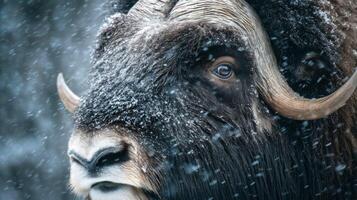 Majestic Musk Ox in Snowy Landscape Showcasing Thick Fur and Powerful Horns During Winter Storm photo