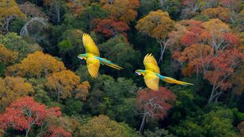 Colorful Parrots Flying Over Vibrant Autumn Forest Canopy with Rich Foliage and Lush Green Trees in Background photo