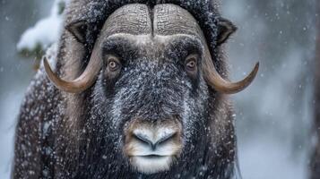 Majestic Musk Ox Close-Up in Winter Wonderland with Snowfall Showcasing Thick Fur and Strong Horns photo