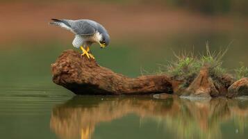 Majestic Bird of Prey Observing Its Reflection in Calm Water on a Tranquil Natural Background photo
