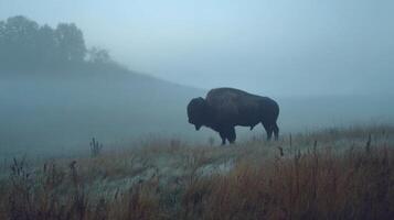 Majestic Bison Wandering Through Misty Grassland in Early Morning Light, Nature at Its Most Serene and Captivating photo