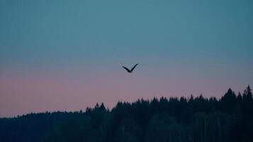 Majestic Bird Flying Over Serene Landscape at Dusk with Soft Pink and Blue Sky Background photo