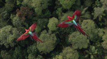 Two Vibrant Red Macaws Soaring Over Lush Emerald Green Rainforest Canopy in Bright Sunlight photo