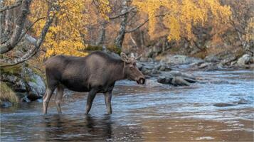 Moose Standing in Shallow River Surrounded by Autumn Foliage with Golden Leaves Reflecting in Calm Water photo