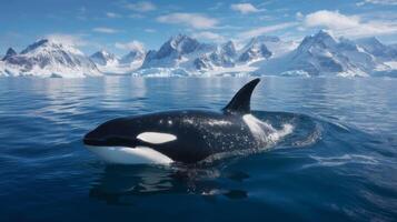 Majestic Orca Swimming in Crystal Clear Ocean with Snow-Capped Mountains in the Background Under a Bright Blue Sky photo