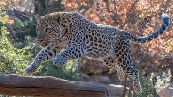 majestuoso leopardo saltos graciosamente mediante el aire en un vívido natural hábitat, exhibiendo poder y agilidad en medio de vistoso follaje. foto